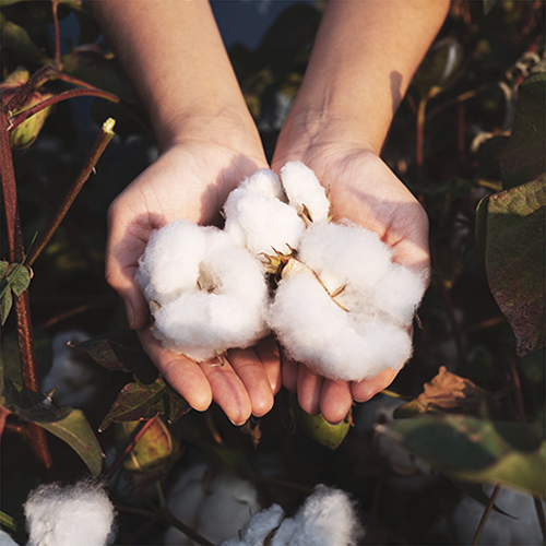 Bio-Baumwolle in Händen - Besser für unsere Umwelt | Ravenation.eu